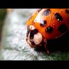 Harmonia axyridis (Pallas, 1773) f. succinea (Hope, 1845)