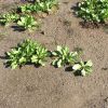 Plantago major subsp. intermedia (Gilib.) Lange