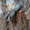 Ballus chalybaeius