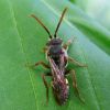 Nomada cf. flava / panzeri