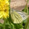 Pieris napi (Pieridae)