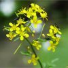 Водяний хрін лісовий.  Жерушник лесной. Rorippa sylvestris