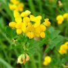 Лядвенець рогатий. Лядвенец рогатый. Lotus corniculatus