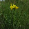 Lotus corniculatus var. maritimus Rupr.