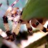 Araneus quadratus Clerck, 1757