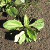 Plantago major subsp. intermedia (Gilib.) Lange