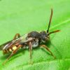 Nomada cf. flava / panzeri