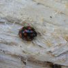 Harmonia axyridis (Coccinellidae)