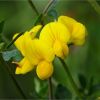 Лядвенець рогатий. Лядвенец рогатый. Lotus corniculatus