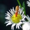 Rhagonycha fulva