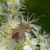 Coreus marginatus