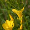 Linum flavum Льон жовтий