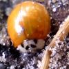 Harmonia axyridis (Pallas, 1773) f. succinea (Hope, 1845)