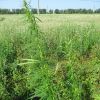 Cannabis sativa L.