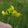 Lotus corniculatus var. maritimus Rupr.