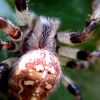 Araneus quadratus Clerck, 1757