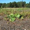 Plantago major subsp. intermedia (Gilib.) Lange
