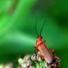 Rhagonycha fulva