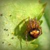 Araneus sturmi / triguttatus