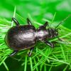 Calosoma inquisitor