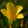 Linum flavum Льон жовтий