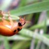 Harmonia axyridis (Pallas, 1773) f. succinea (Hope, 1845)