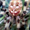 Araneus quadratus Clerck, 1757