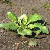 Plantago major subsp. intermedia (Gilib.) Lange