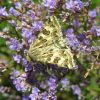 Noctuidae (Lepidoptera)