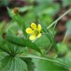 Гравілат міський. Гравилат городской. Geum urbanum