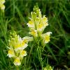 Льонок звичайний. Льнянка обыкновенная. Linaria vulgaris