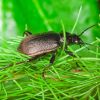 Calosoma inquisitor