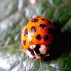 Harmonia axyridis (Pallas, 1773) f. succinea (Hope, 1845)