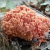 Ramaria subbotrytis ? Ramaria fagetorum ?