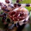 Araneus quadratus Clerck, 1757