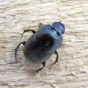 Scarabaeidae (Coleoptera)