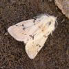 Noctuidae (Lepidoptera)