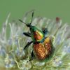 Byctiscus populi 