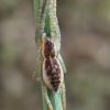 Dolomedes sp.