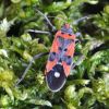 Lygaeus equestris