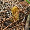 Ramaria cf. flava