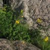 Lotus corniculatus var. maritimus Rupr.