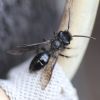 Andrena (Andrenidae)