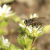 Calliphoridae (Diptera)