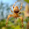 Araneus diadematus