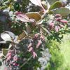 Berberis vulgaris f. atropurpurea Regel