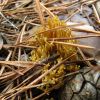 Ramaria cf. flava