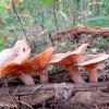 Lactarius deliciosus