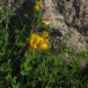 Lotus corniculatus var. maritimus Rupr.