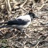 Corvus corone cornix (Ворона сіра)